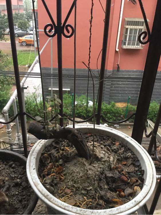 我的金蛋子下山桩是花吗