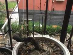 我的金蛋子下山桩是花吗 图片