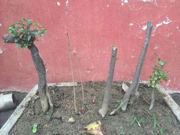 北方怎么栽植金蛋子下山桩的方法