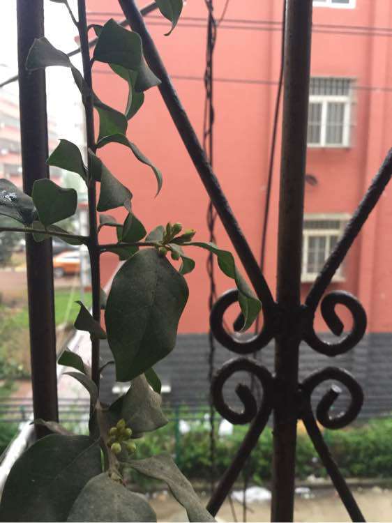 北方怎么栽植金蛋子下山桩的方法