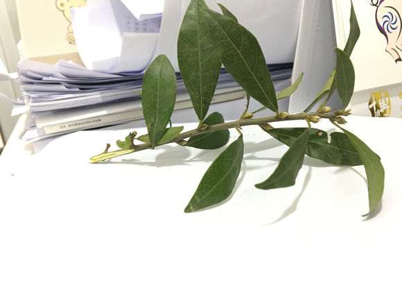 这是不是金蛋子下山桩