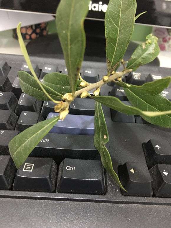 这是不是金蛋子下山桩