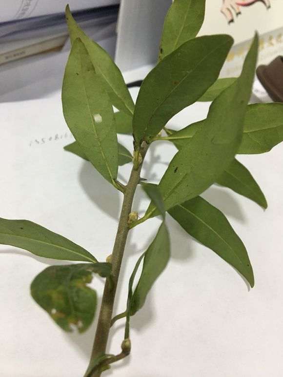 这是不是金蛋子下山桩