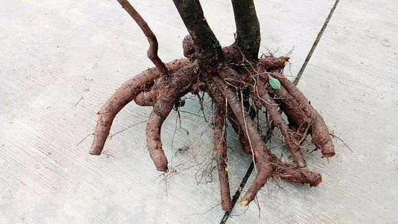 才挖的 主干10公分的金蛋子下山桩