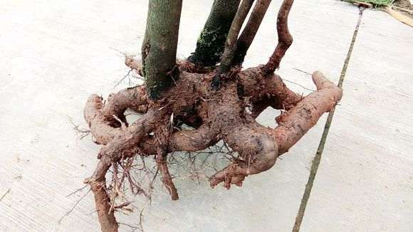 主干可能有10公分的金蛋子下山桩