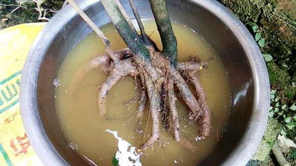 主干可能有10公分的金蛋子下山桩