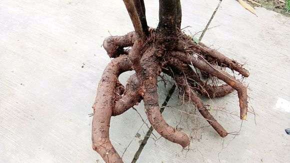 主干可能有10公分的金蛋子下山桩