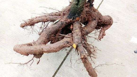 主干可能有10公分的金蛋子下山桩