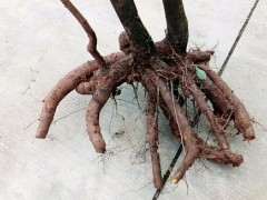 才挖的 主干10公分的金蛋子下山桩