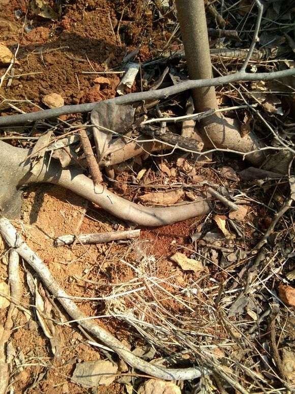 软枣嫁接金蛋子下山桩可以吗 图片