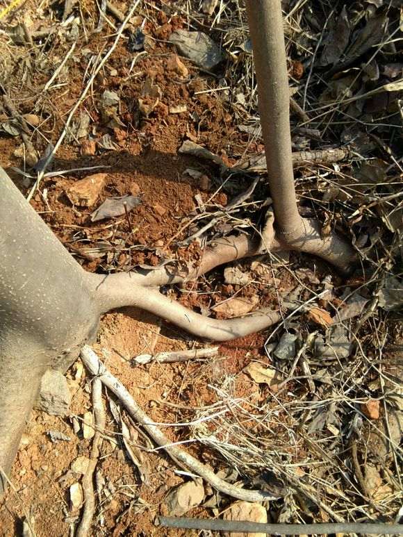 软枣嫁接金蛋子下山桩可以吗 图片