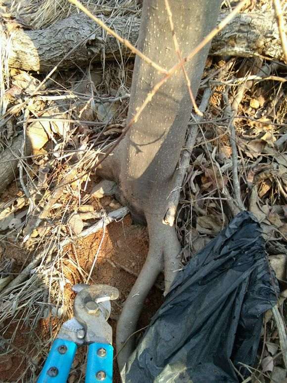 软枣嫁接金蛋子下山桩可以吗 图片