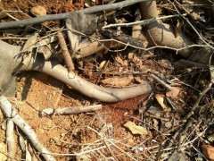 软枣嫁接金蛋子下山桩可以吗 图片