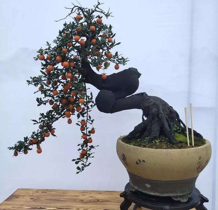 2019中国张家界盆景创业会