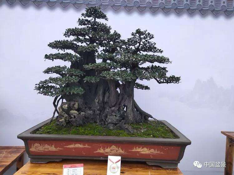 2019中国张家界盆景创业会