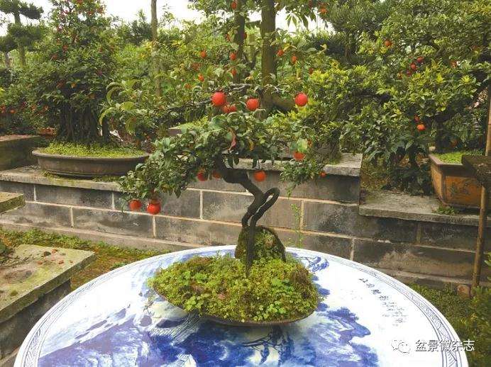 乐山川派盆景艺术家 谢学勤