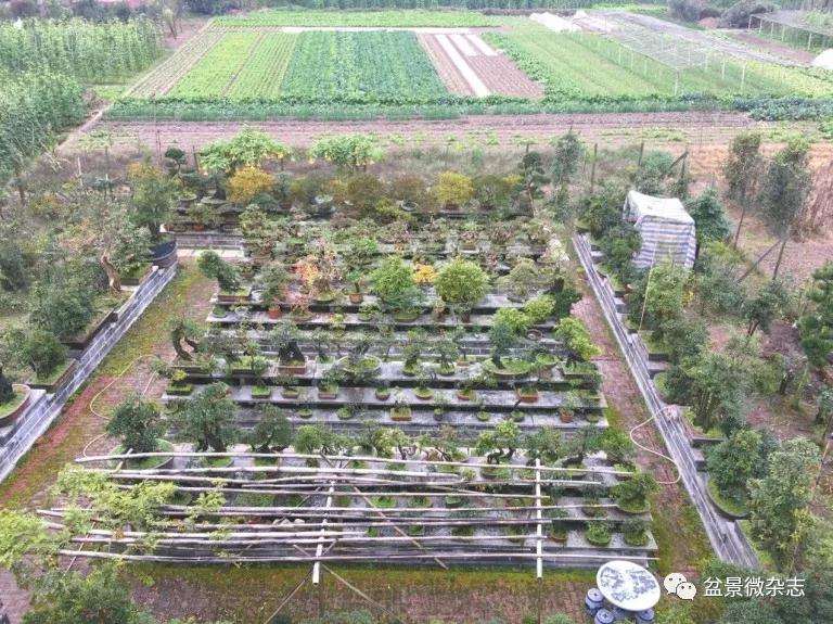 乐山川派盆景艺术家 谢学勤