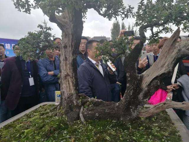 云贵七县盆景邀请展在宣威举行