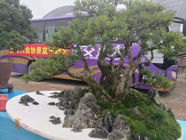 云贵七县盆景邀请展在宣威举行