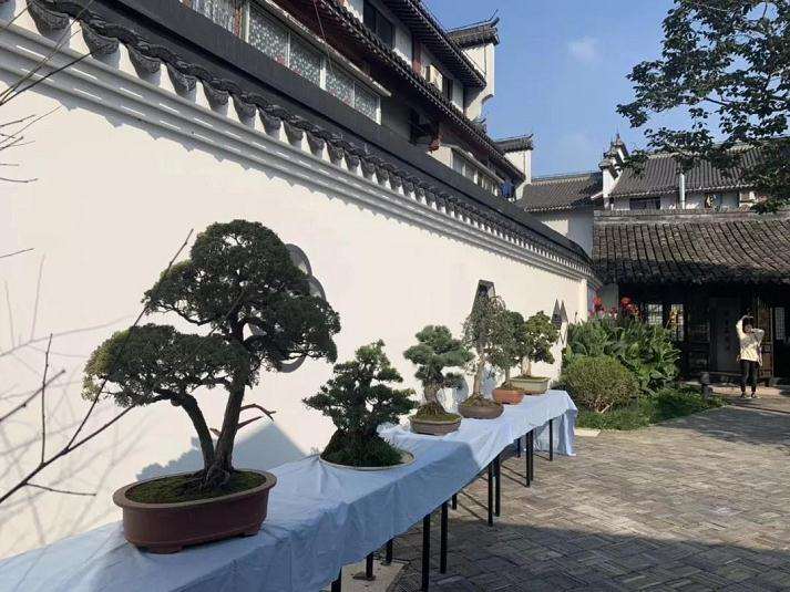 2019年周浦镇丰收节盆景展活动回顾