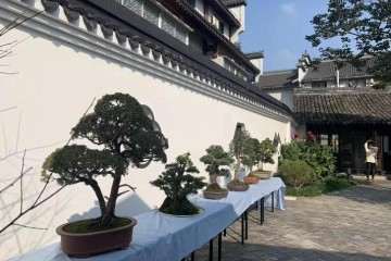 2019年周浦镇丰收节盆景展活动回顾