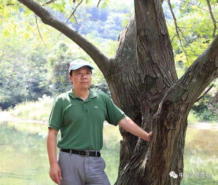 五针松下山桩怎么制作成盆景的方法