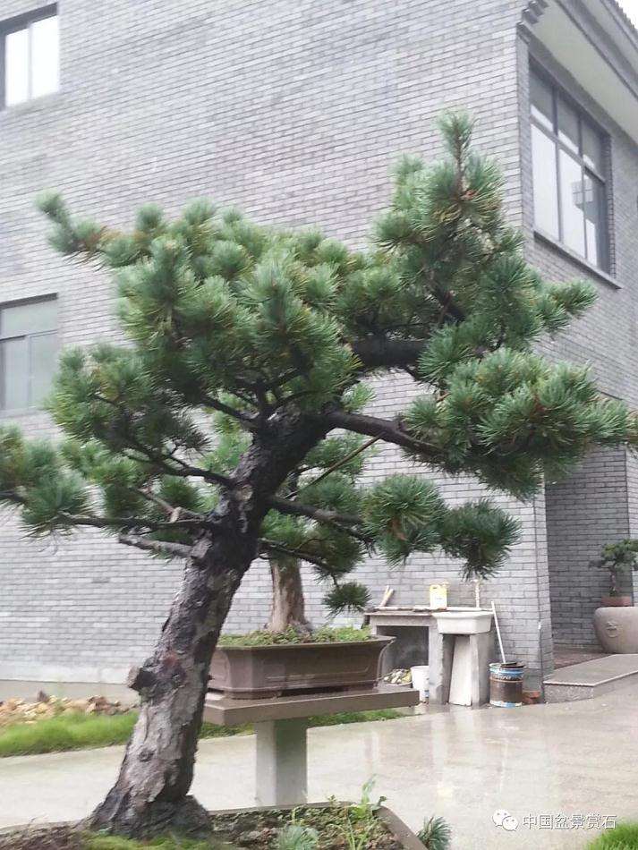 五针松下山桩怎么制作成盆景的方法