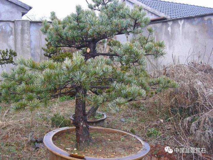 五针松下山桩怎么制作成盆景的方法