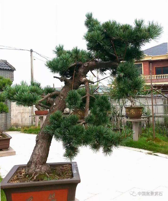 五针松下山桩怎么制作成盆景的方法