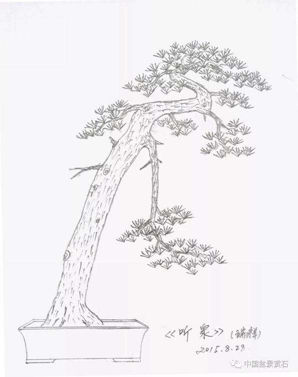 五针松下山桩怎么制作成盆景的方法