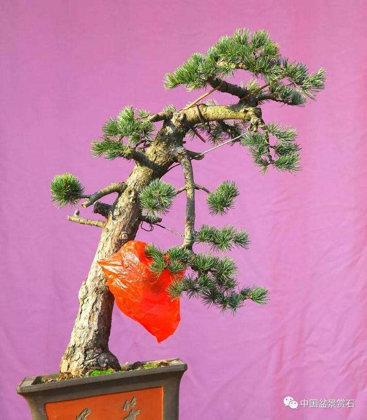 五针松下山桩怎么制作成盆景的方法