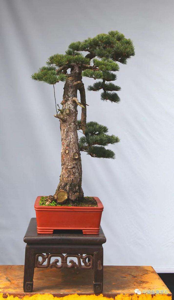 五针松下山桩怎么制作成盆景的方法