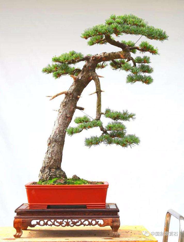 五针松下山桩怎么制作成盆景的方法