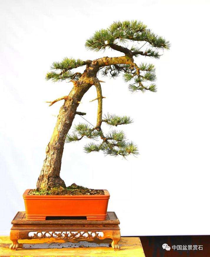 五针松下山桩怎么制作成盆景的方法