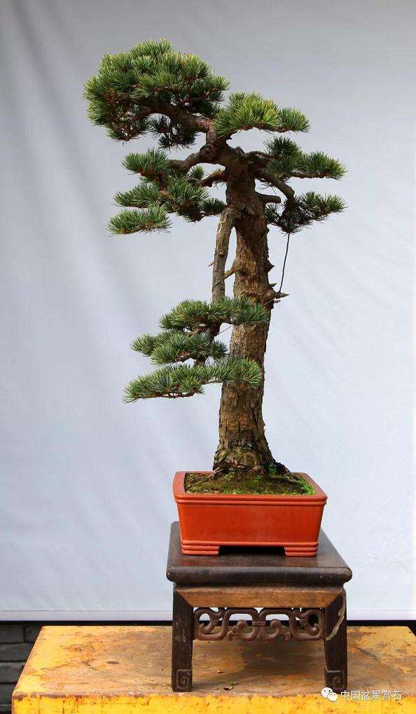 五针松下山桩怎么制作成盆景的方法