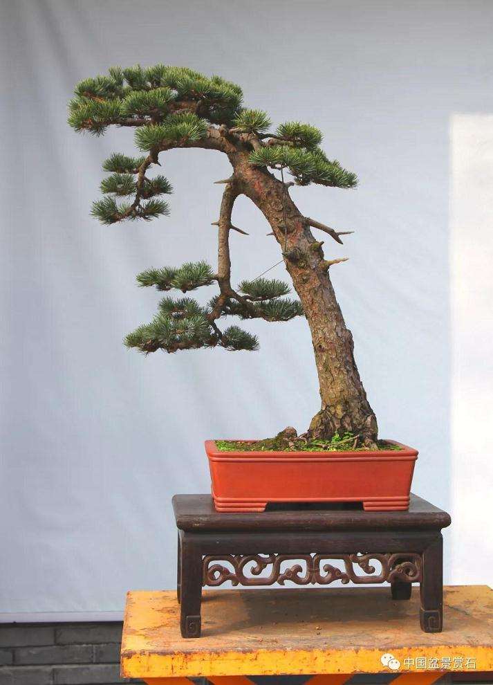 五针松下山桩怎么制作成盆景的方法