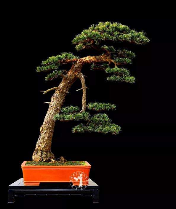 五针松下山桩怎么制作成盆景的方法