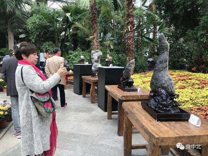 天津首届运河杯盆景赏石艺术展