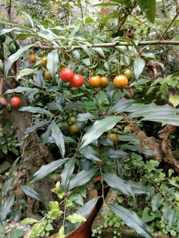 乔木金蛋子下山桩比灌木长得快吗 图片