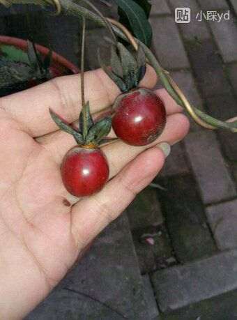 乔木金蛋子下山桩比灌木长得快吗 图片