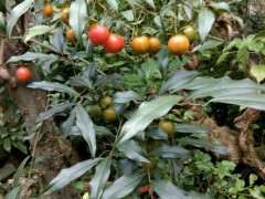 乔木金蛋子下山桩比灌木长得快吗 图片