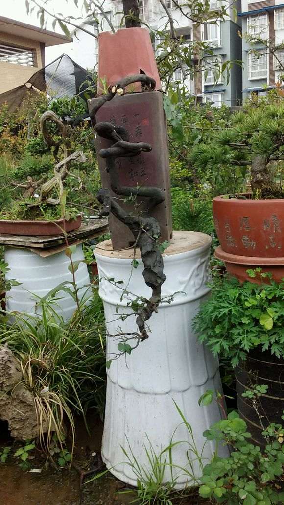 我发了一个下山桩图片 金蛋子灌木 图片