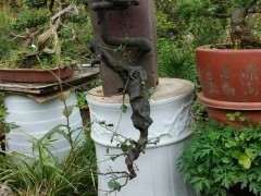 我发了一个下山桩图片 金蛋子灌木 图片