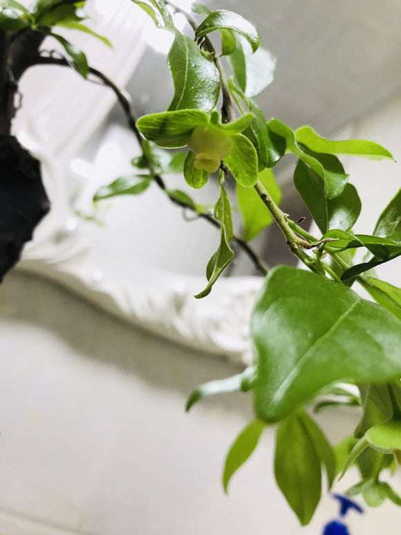 金蛋子下山桩开花了 明晚授粉来得及不