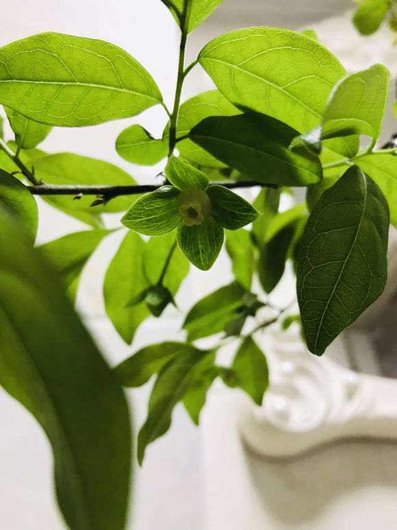 金蛋子下山桩开花了 明晚授粉来得及不