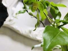 金蛋子下山桩开花了 明晚授粉来得及不