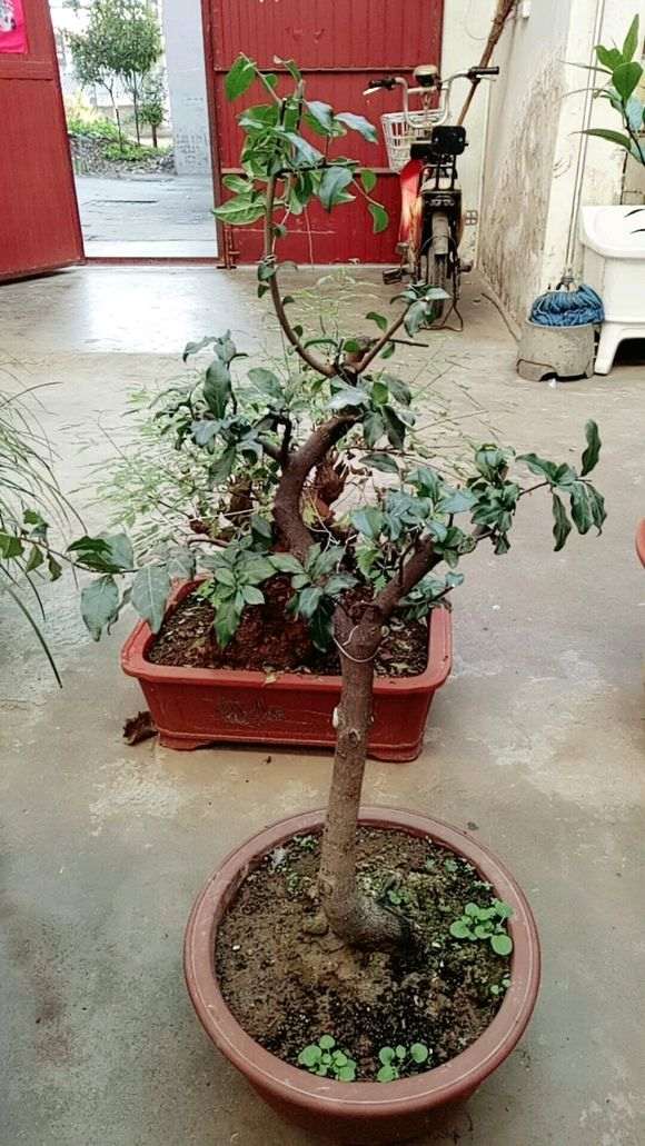 金蛋子母的下山桩