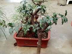 金蛋子母的下山桩 谁有公的 图片