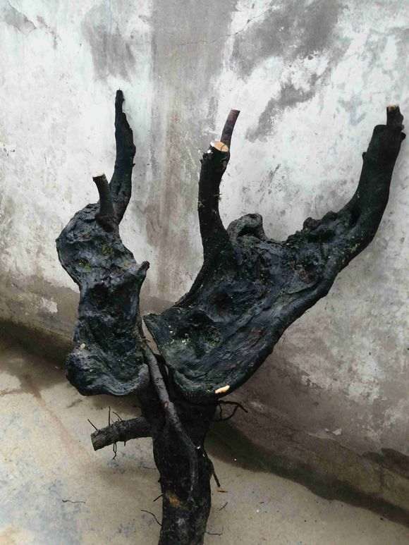 老鸭柿 为什么没有金蛋子下山桩贵