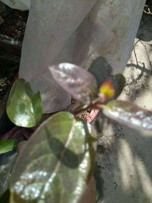 是金蛋子下山桩吗